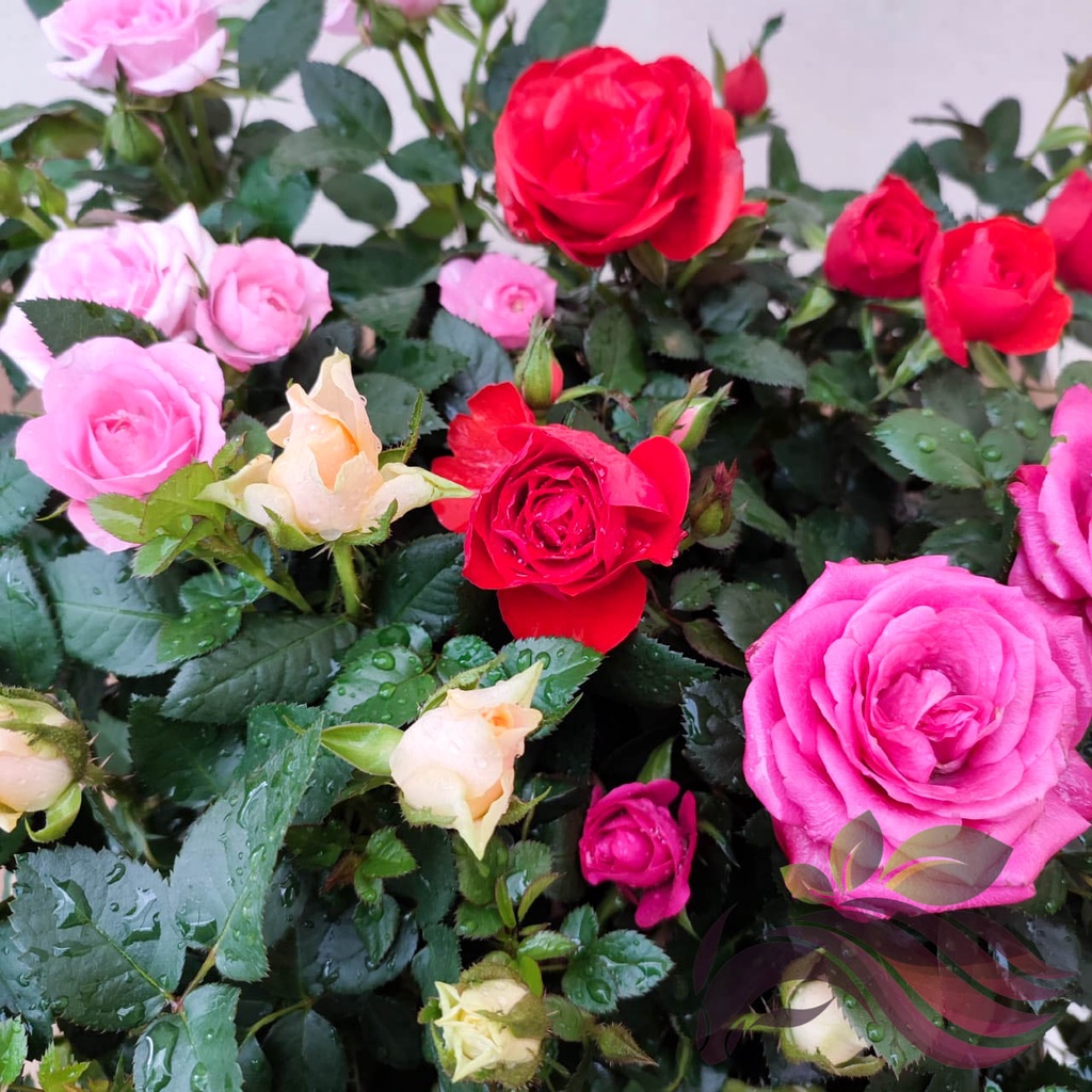 [Flower] Lowland Rose 地原玫瑰 by LS Group