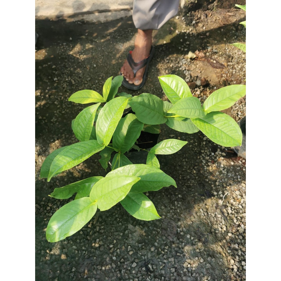 Greenman Nursery, Online Shop Shopee Malaysia