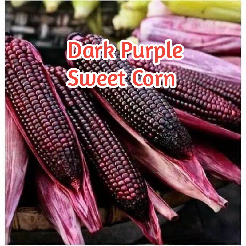 Dark purple sweet corn untuk ditanam 5 benih jagung purple gelap