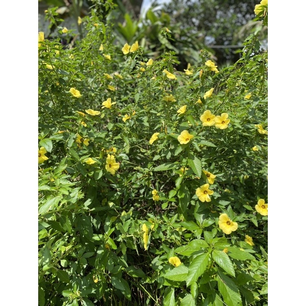 10 Keratan Batang Fresh Cut Yellow Cuban Buttercup Turnera Trioniflora ...