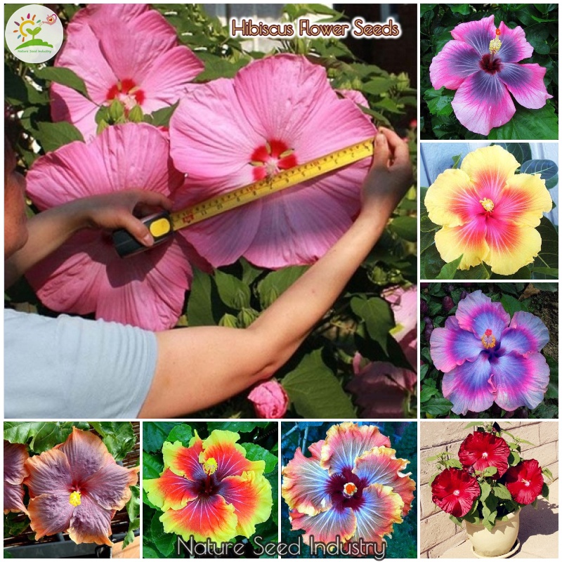 Hibiscus Flower Seeds for Planting (100 seeds/bag, Easy To Grow