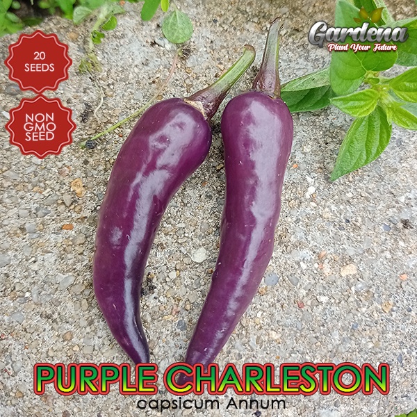 Biji Benih Cili Purple Malaysian Charleston Pepper Shopee Malaysia