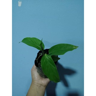 Anak Daun Kelupis@Daun Nyirik,Lerek,Lirik. | Shopee Malaysia