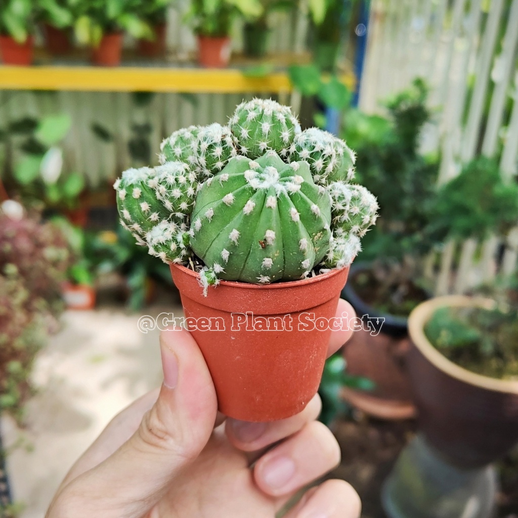 GPS Green Plant Society Cactus Family Type 29 Echinopsis Subdenudata / Easter Lily Cactus 短毛球 仙人掌