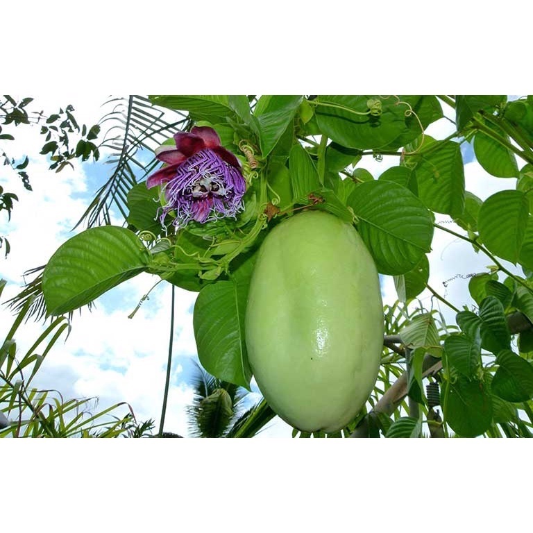 Giant Passion Fruit Young Plant/ Anak Pokok Markisa Gergasi/ Giant