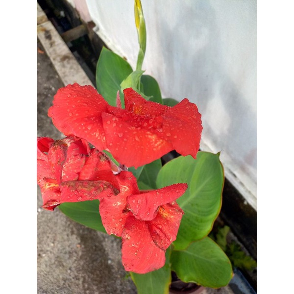 Pokok Bunga Canna Lily Tasbih Merah Menyala Shopee Malaysia