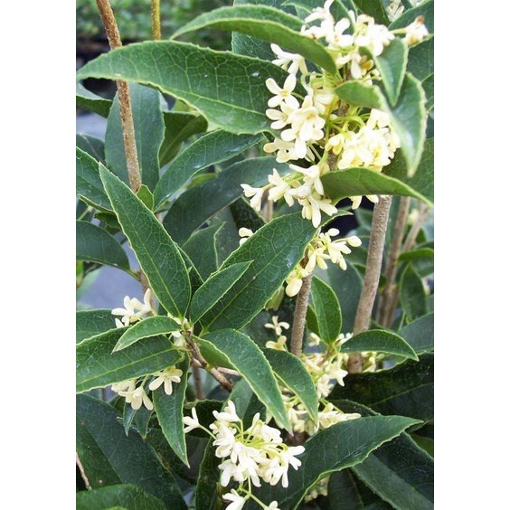 桂花树 （ 两年以上的树身！），有香味，随时来花 / Sweet Olive, Sweet Osmanthus, ( pokok dua tahun keatas!), berbau wangi, blooming size!