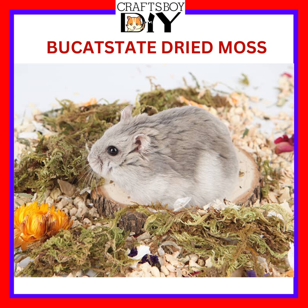 Bucatstate Dry Moss Hamster Bedding 100g Lumut Orkid Lumut Hiasan Dried
