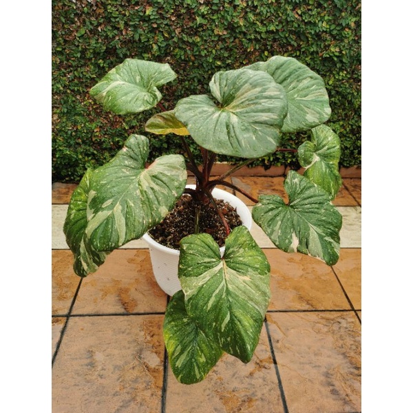 Homalomena Thai Constellation Pink splash | Shopee Malaysia