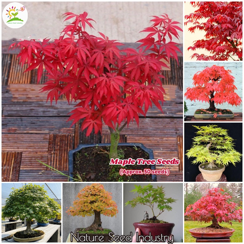 Japanese Maple Seeds for Planting (50 seeds/bag, Suitable for Growing