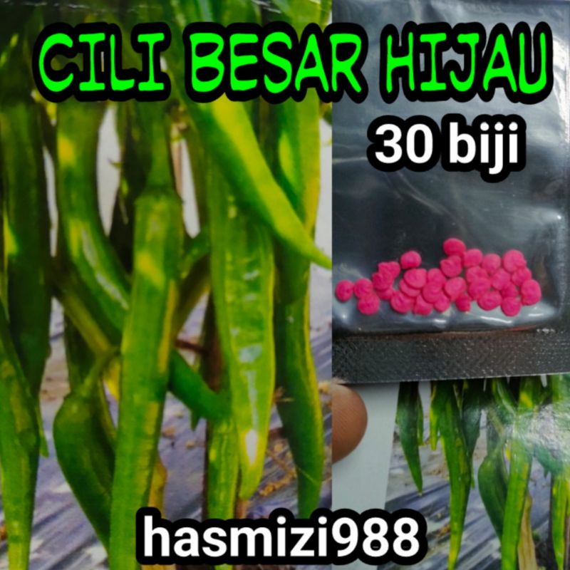 [chili] Benih Cili Besar Hijau Lada Hijau Seed 30 Pcs Shopee Malaysia