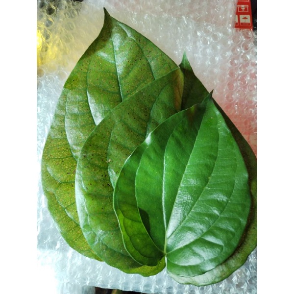 Daun Sirih Rawatan Keputihan dan Bau Badan | Shopee Malaysia