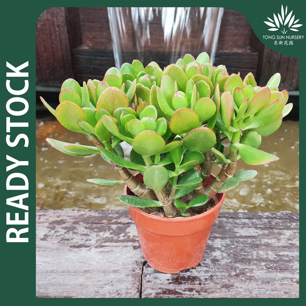 TSN Crassula Jed Plant 金玉满堂 Pokok Hiasan Bunga Hiasan Pokok Hiasan