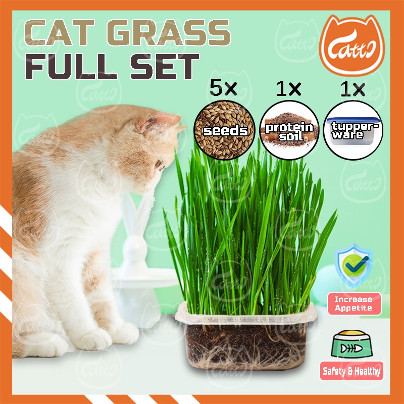 CATTO Eco-friendly Cat Grass Seed Set Biji Benih Rumput Kucing Pokok Kucing Healthy Cat Food Hairball Solution