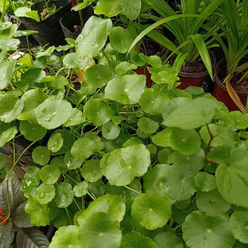 pokok pegaga air yang telah stabil akar dalam pot semaian 9x9cm ...