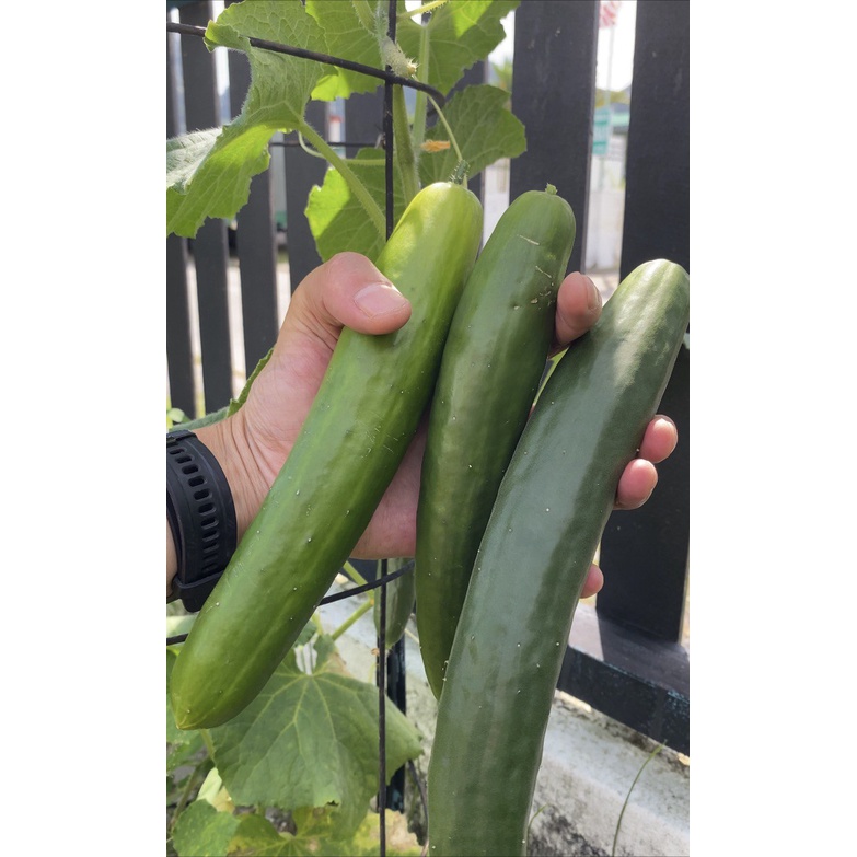 Benih Timun Jepun / Japanese Cucumber | Shopee Malaysia