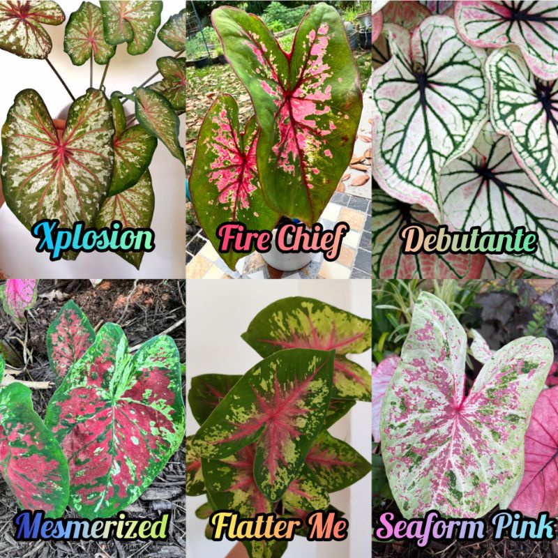 shop7.7 - Keladi Thai Hybrid Caladium US Just Saucy Fire Chief Freckles ...