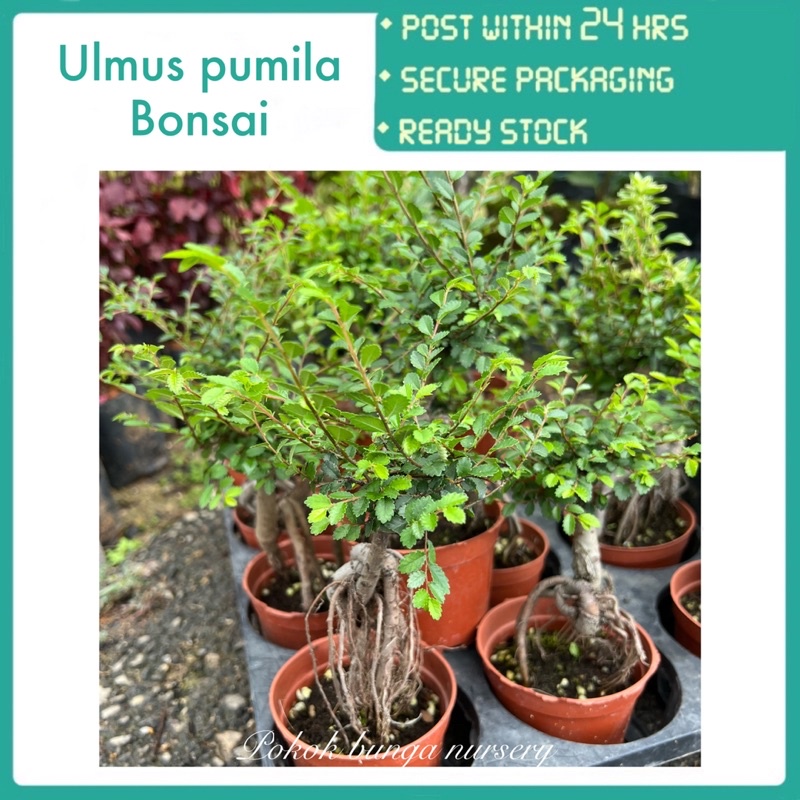 Pbn Ulmus Pumila Bonsai Siberian Elm Pokok Bunga Nursery Hidup Live