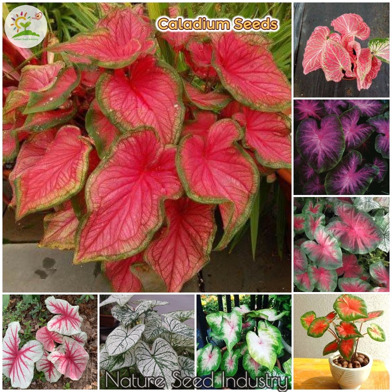 Mix Caladium Seeds for Planting (100 seeds/pack, Easy To Grow In