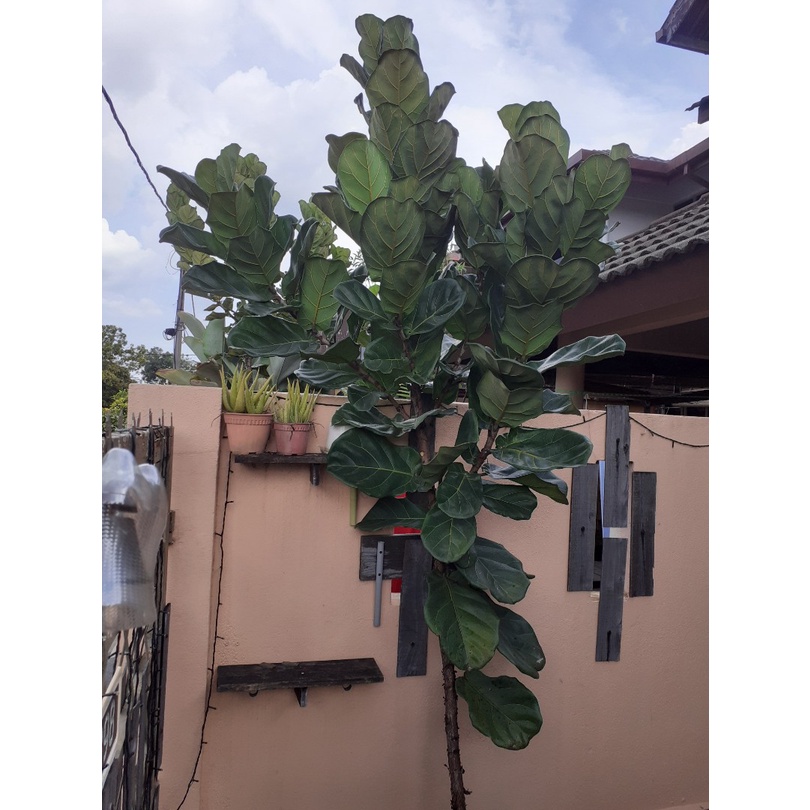 Anak Pokok Landscape Murah Mudah Jaga Pokok Ficus Lyrata Tahan Panas