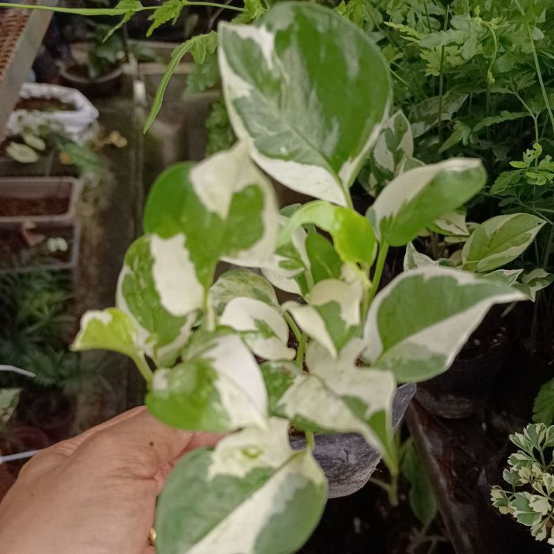 Pothos Njoy, Money Plant, Live Plant | Shopee Malaysia