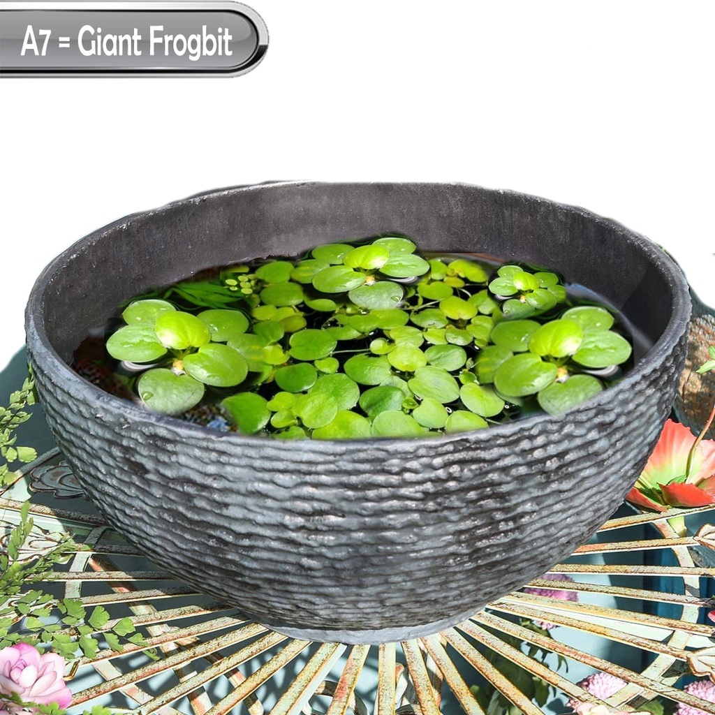 GIANT AMAZON FROGBIT | Frogbit SAIZ BESAR | Amazon Frogbit | Floating ...