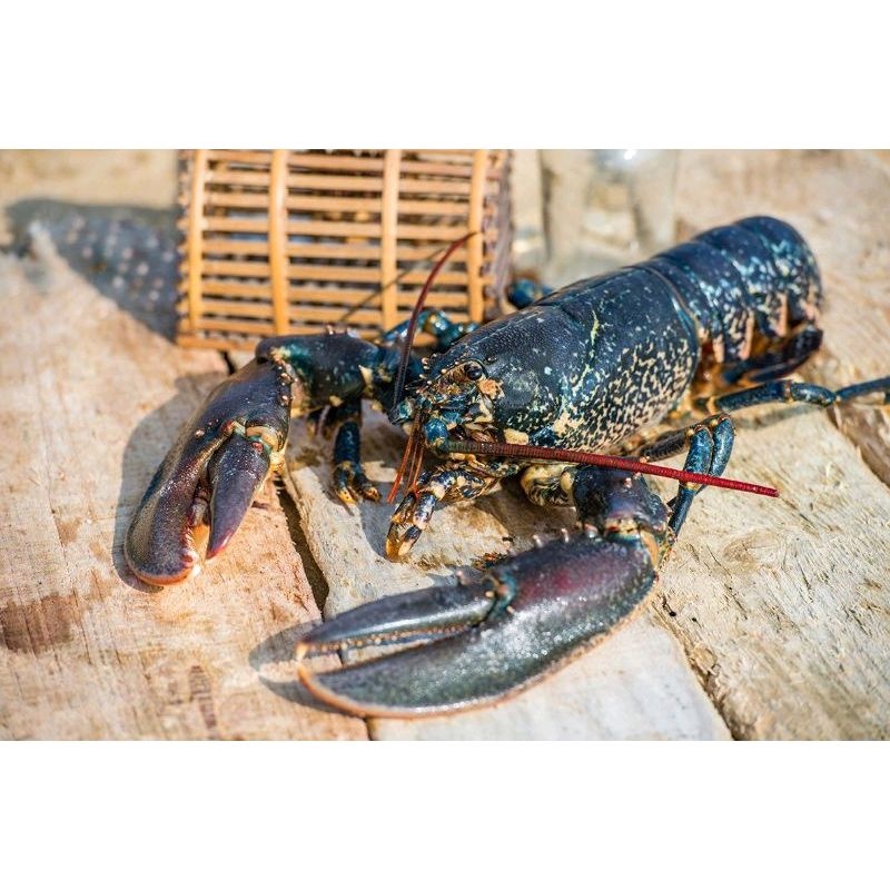 Frozen French Blue Lobster