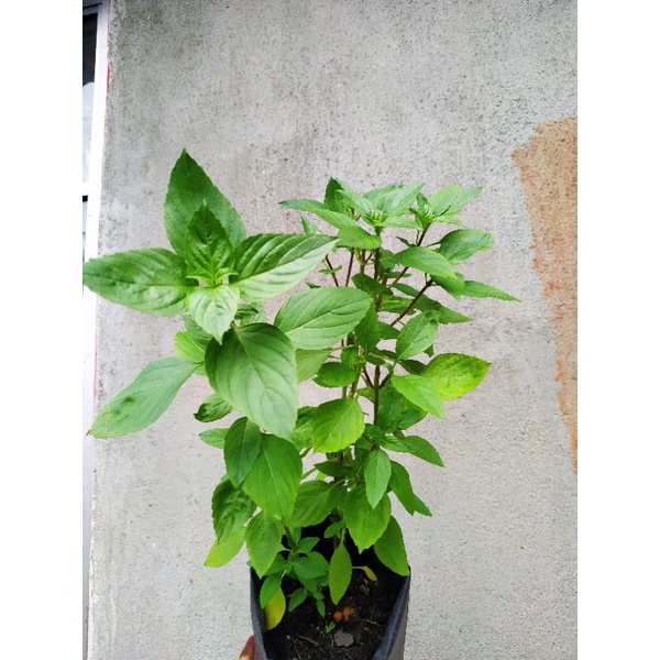 Anak pokok selasih thai/selasih wangi (Thai Basil/Aromatic Basil ...