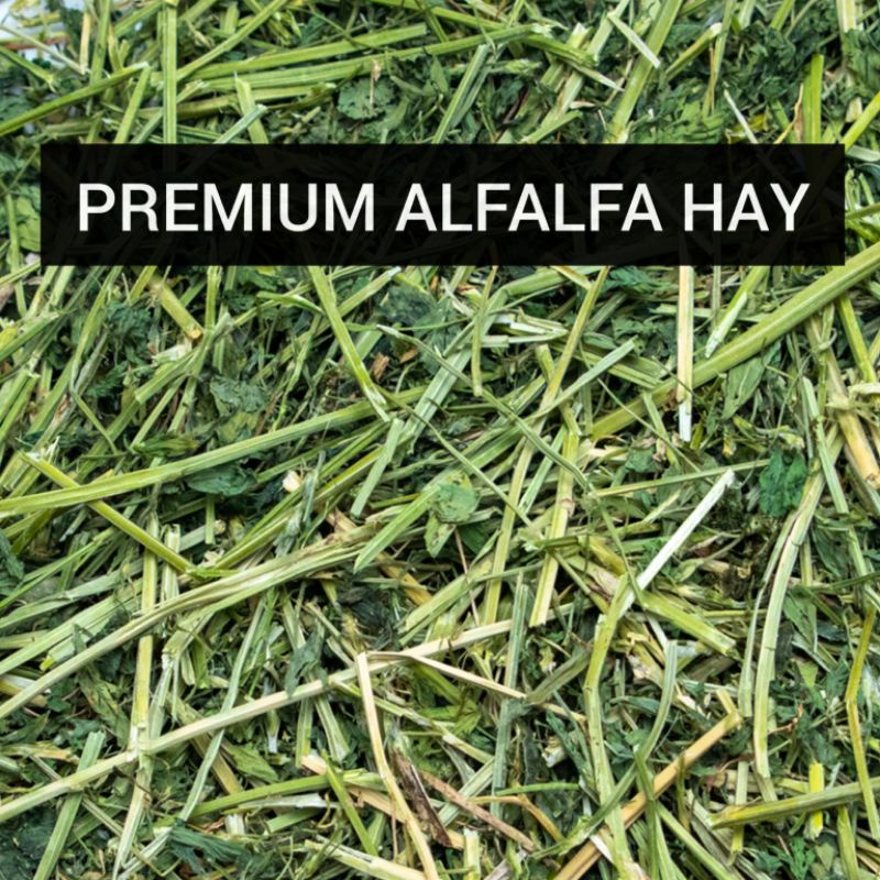 Curated visual reference: Fresh Look at Premium Alfalfa Hay Rumput Kering Untuk Guinea Pig Chinchilla