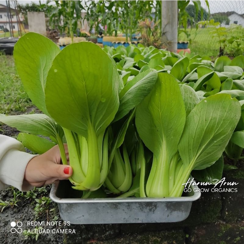 BENIH SAWI DWARF PAKCOY F1 HYBRID.PAKCOY JEPUN.VEGETABLES SEEDS