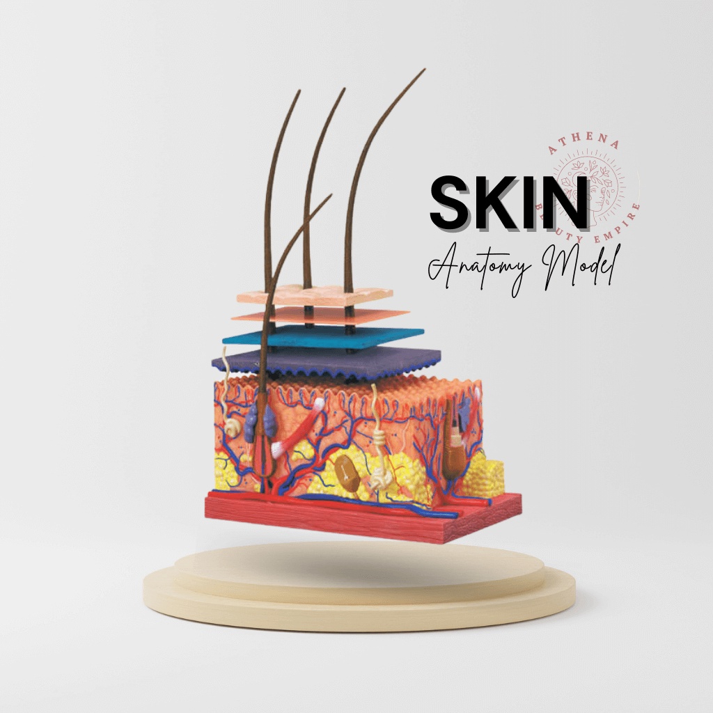 4D Human Anatomy Deluxe Skin Section Model Ready Stock Shopee Malaysia