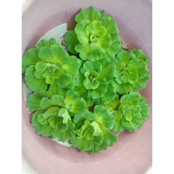 Kiambang Rose Water Lettuce Floating Aquatic Plant 大浮萍 水芙蓉