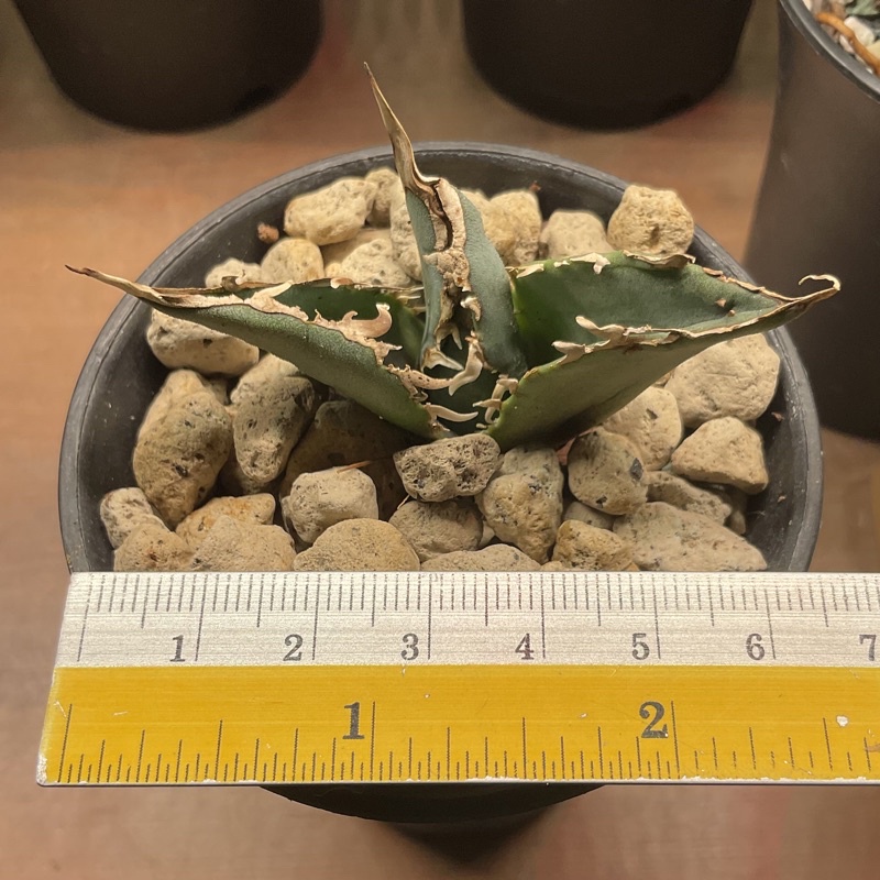 JY AGAVE ] Succulent Agave Titanota White Whale ( 仁王冠白鲸 