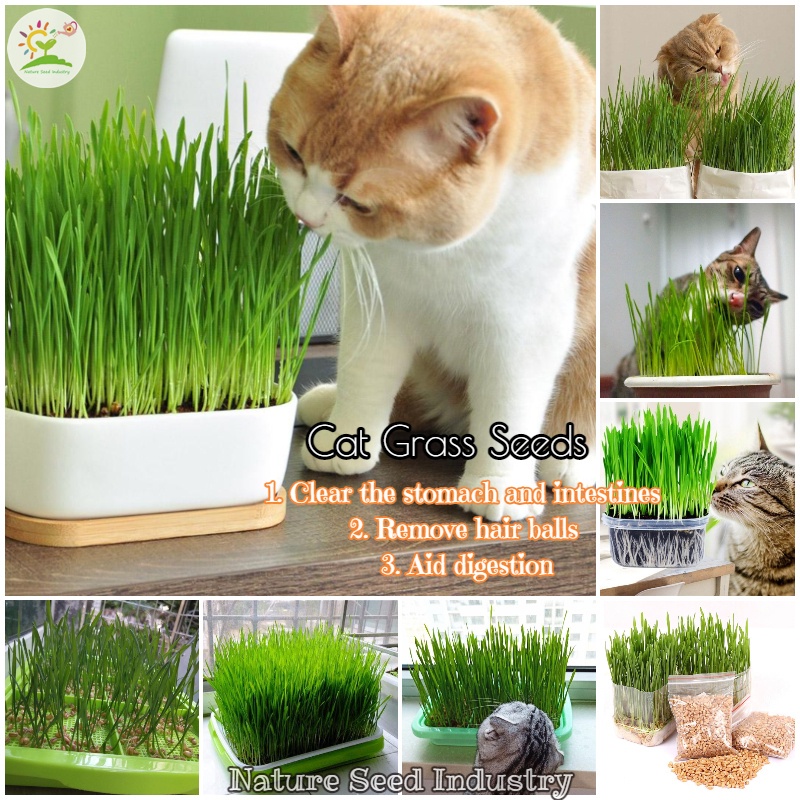 Cat Grass Seeds for Planting (50 seeds/pack, High Germination, Easy To