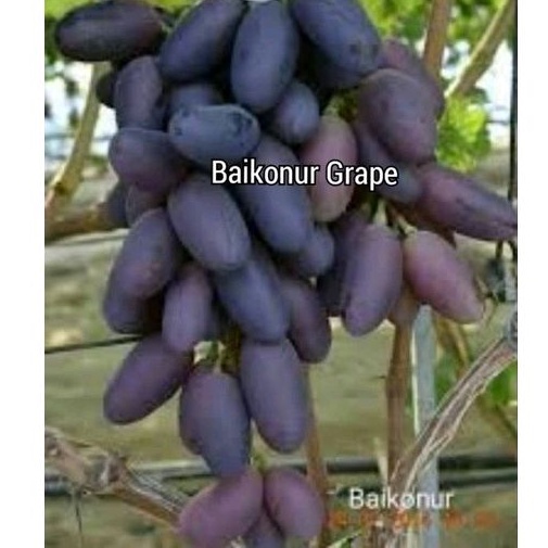 Cutting Anggur murah Heliodor, Dixon, Baikonur, Joy Seedless, Veles