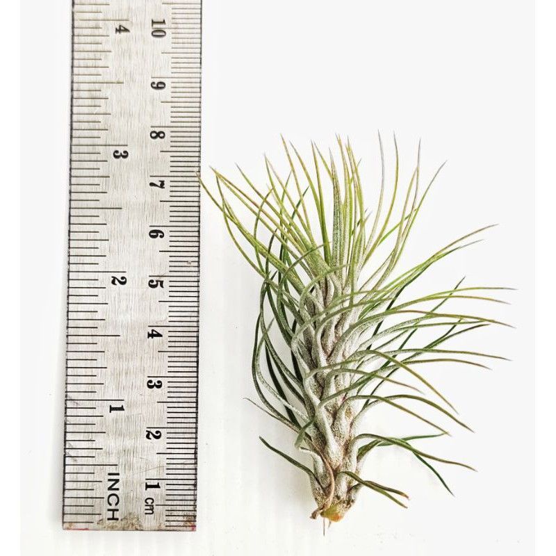Air Plants Bulk Tillandsia Funckiana var. recurvifolia ss size (Bulk 10