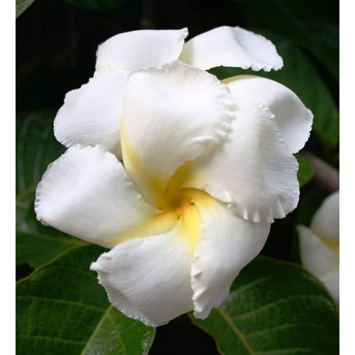 KKB Climbing Frangipani, Frangipani Vine, Chonemorpha fragrans Shopee