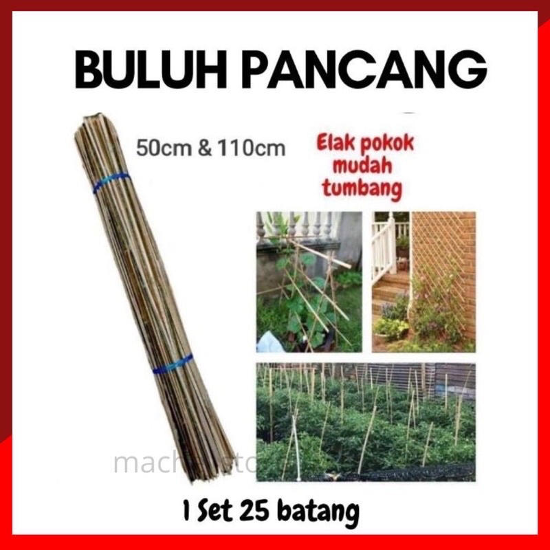 BULUH UNTUK PANCANG POKOK BAMBOO PLANTS STAKES KEBUN TANAMAN SAYUR ...