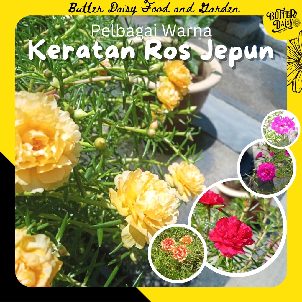 Keratan Ros Jepun pelbagai warna RJ | Shopee Malaysia