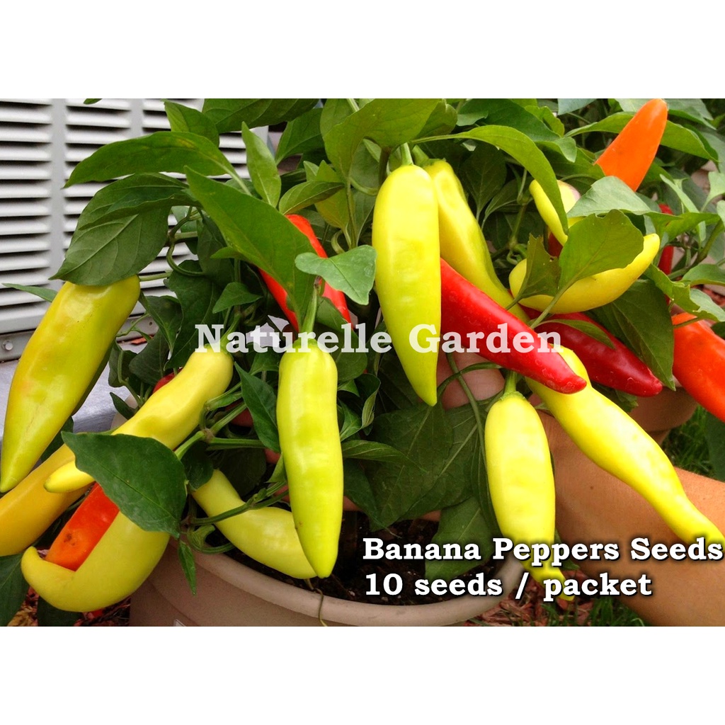 Biji Benih Lada Banana Peppers Seeds Banana Chili Seeds Benih Sayur
