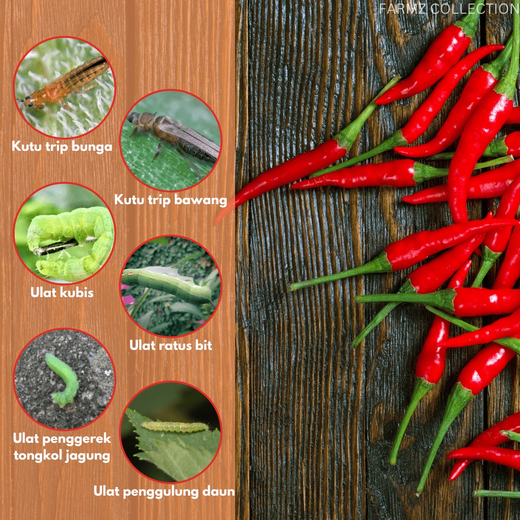 Racun Serangga Untuk Lada Cili Peppers Chilli Insecticide Shopee