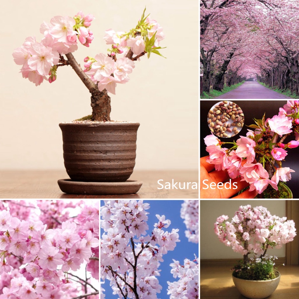 10Pcs Original Japanese Sakura Seeds Bonsai Flower Seeds Benih Bunga Cherry Blossoms Seeds