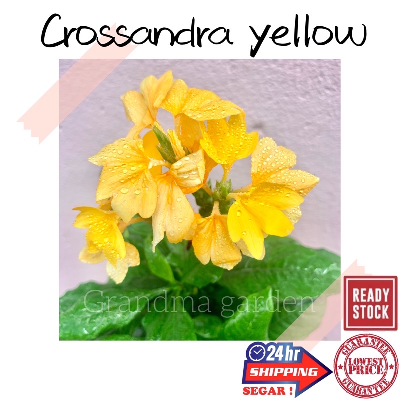 (GG real plant) crossandra tropic yellow splash^ pokok bunga hidup