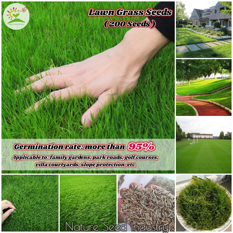 Lawn Grass Seeds for Planting (200 seeds/pack) Bermuda Grass Seeds
