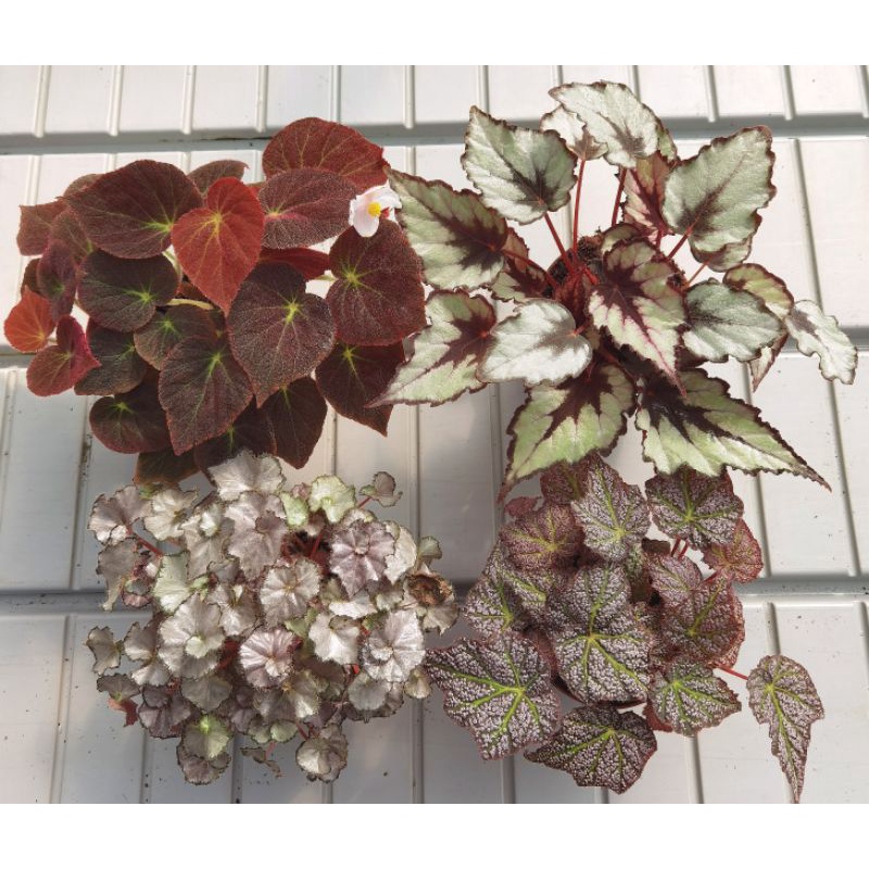 NMS / Begonia Rex / Asam Batu / Begonia Plant 秋海棠 [Cat Skin, De Elegans,  BER85, Five N Dime] (12CM Pot Size) | Shopee Malaysia