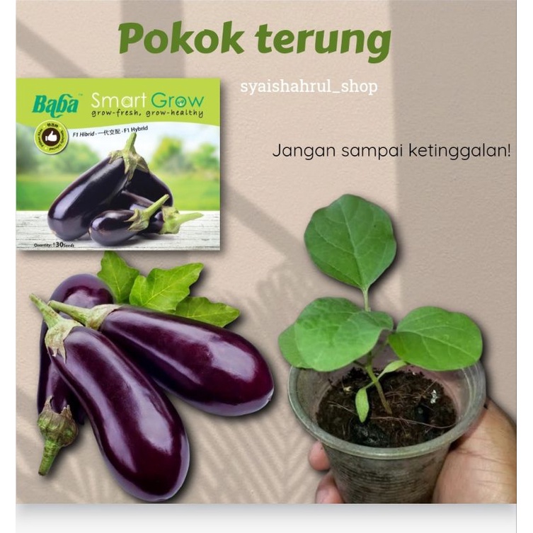 Pokok Terung Sayur Biji Benih Baba Shopee Malaysia 6295