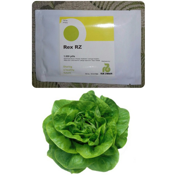 Rex RZ Green Butterhead Lettuce Rex Rijk Zwaan Seeds 100 pills