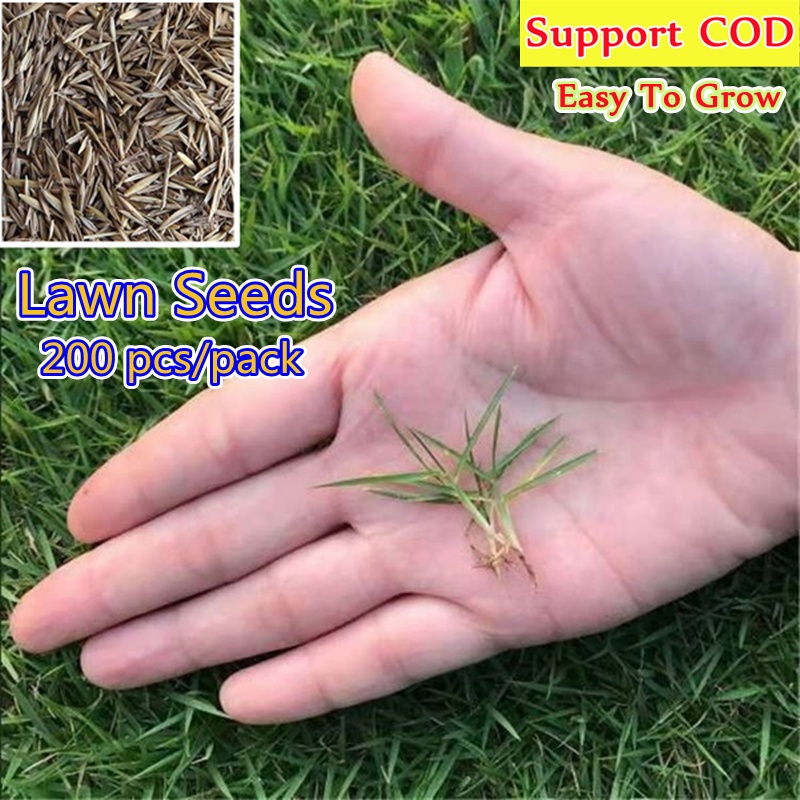 200PCS Green Lawn Seeds for Sale Herbs Seeds for Planting Heirloom