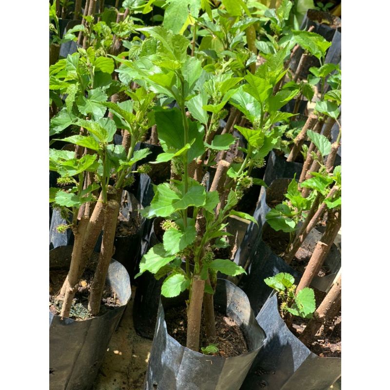 ANAK POKOK MULBERRY (3 MINGGU BERBUAH)