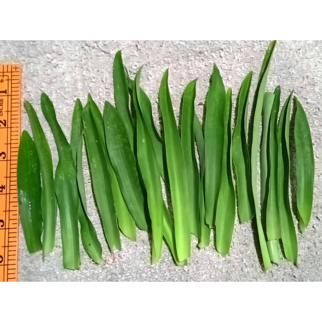 20 helai Beijing Grass Rumput Siti Khadijah 20 gram Rumput Cina...herba rawatan alternatif kanser kencing manis